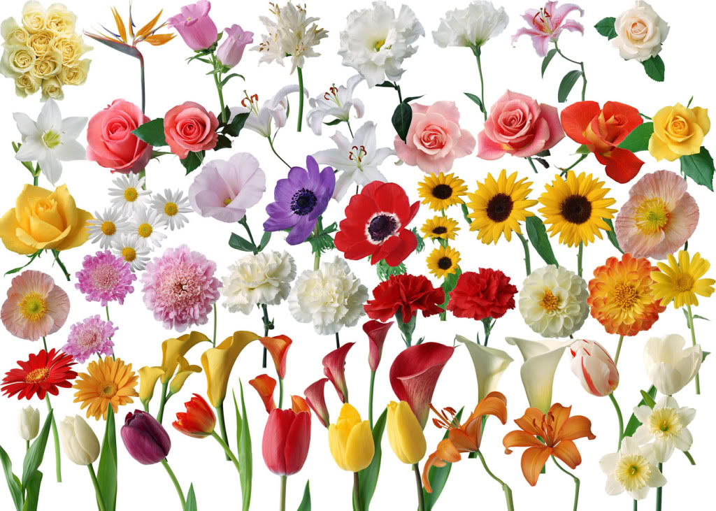 Từ vựng tiếng Nhật chủ đề các loại hoa
