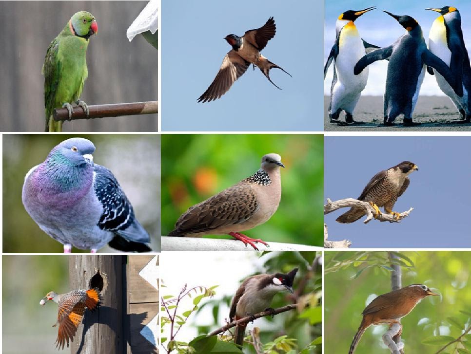 Từ vựng tiếng Nhật tên các loài chim